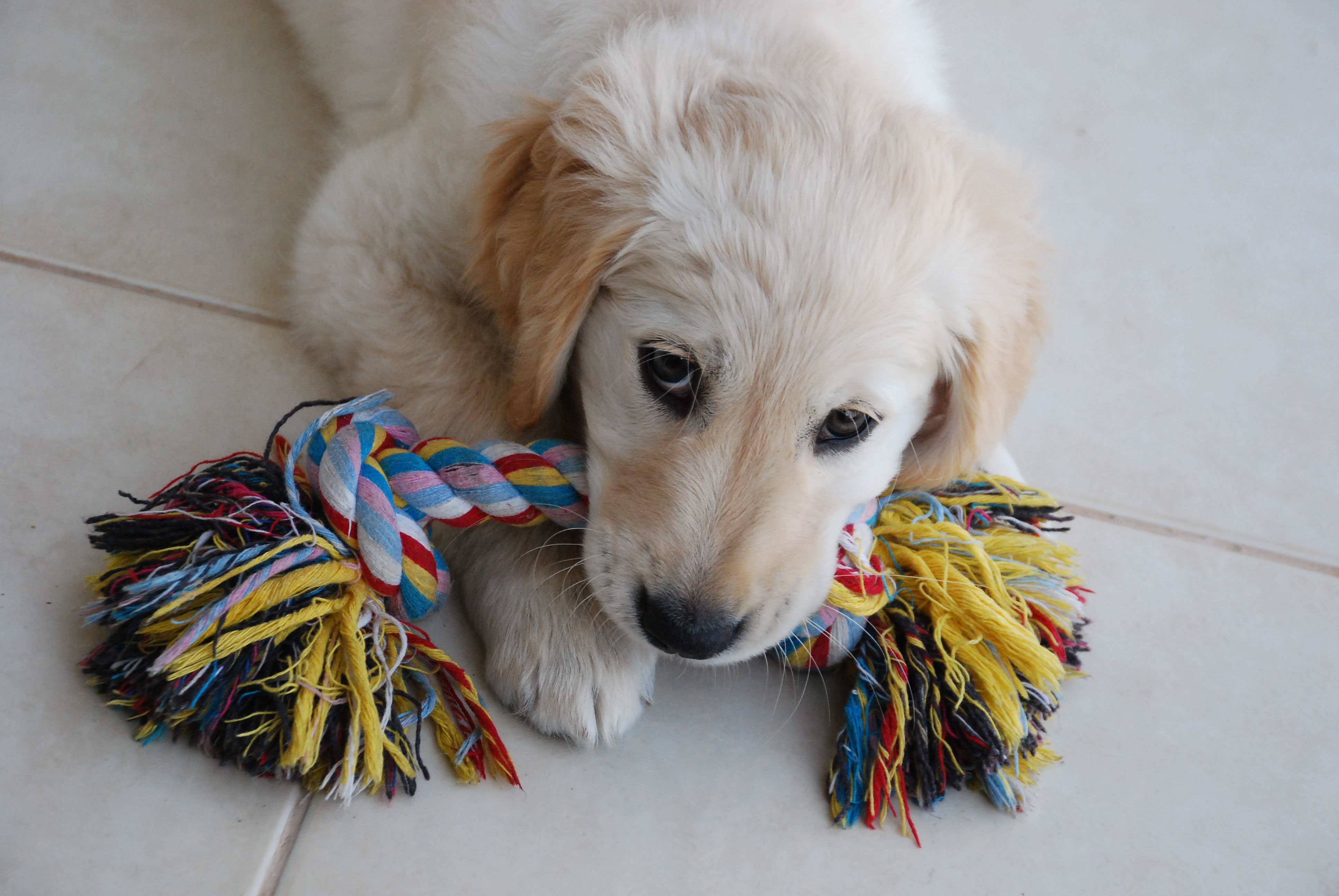 반려동물 사춘기 관련 사진