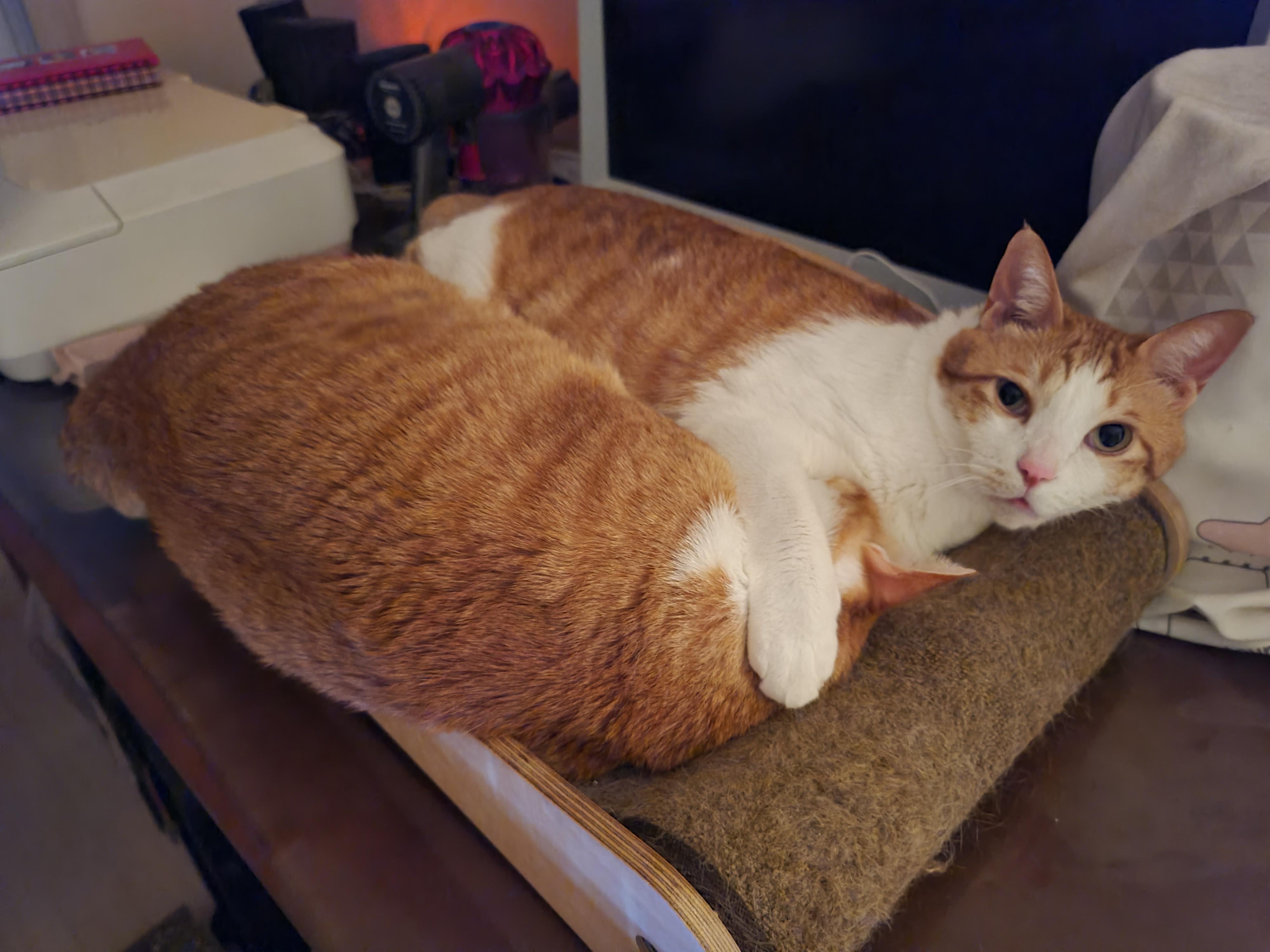 사이좋게 끌어안고 자는 고양이들을 본 집사는..