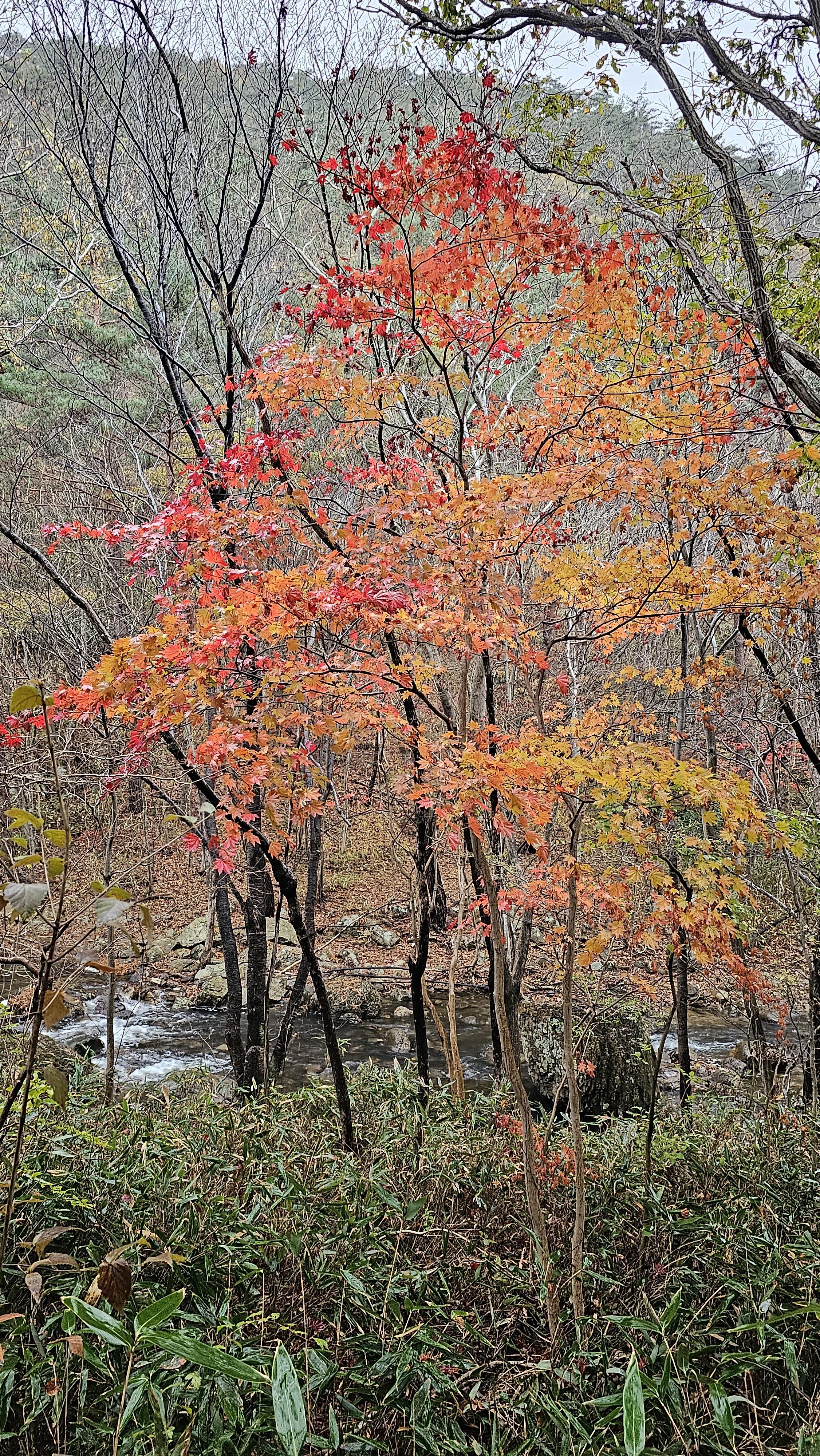 변산반도 국립공원 내변산 단풍