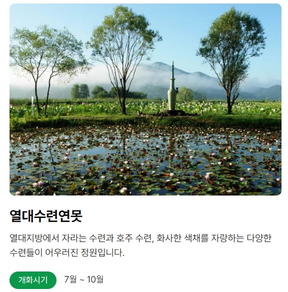 세미원 연꽃축제