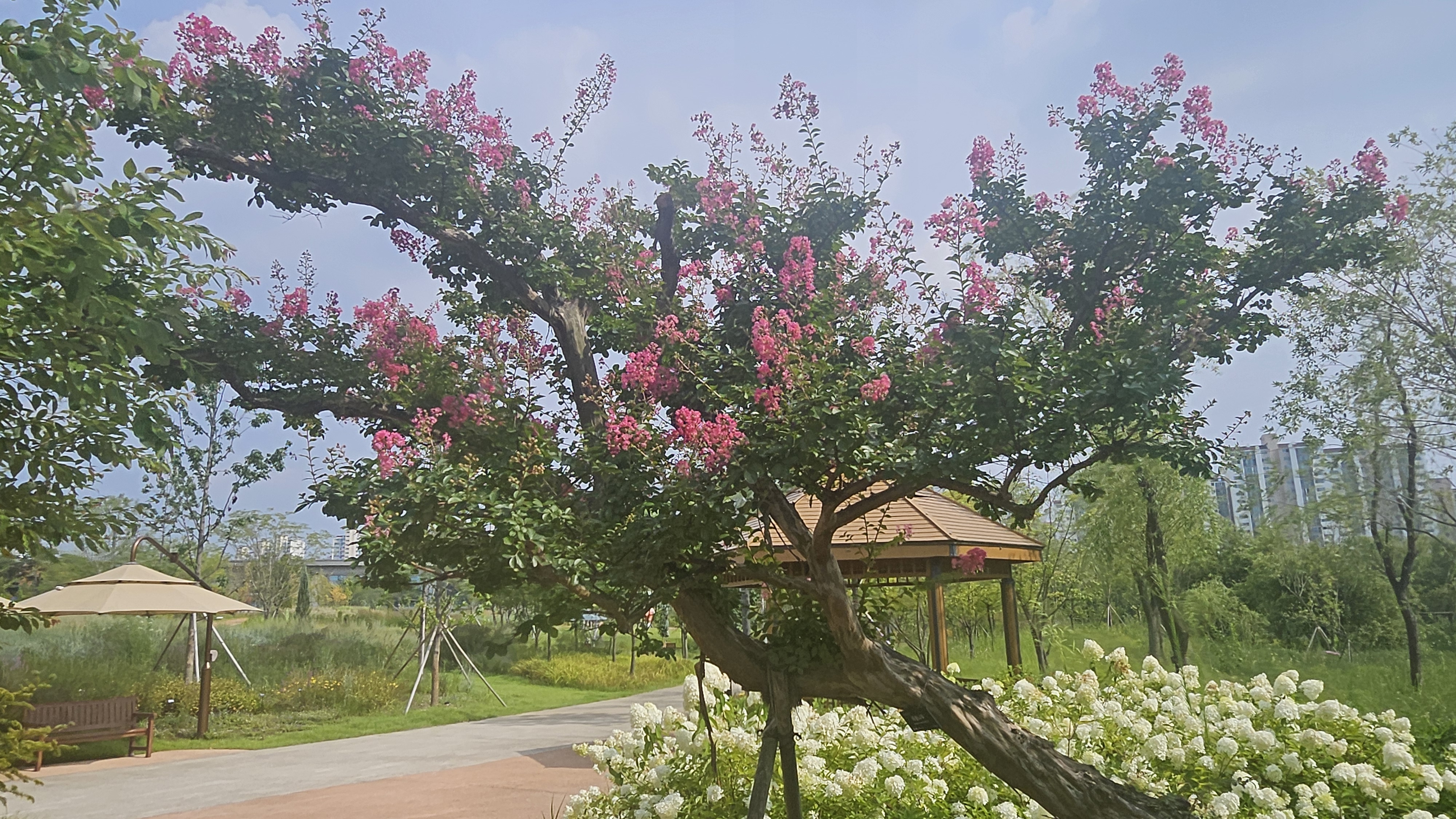 나무