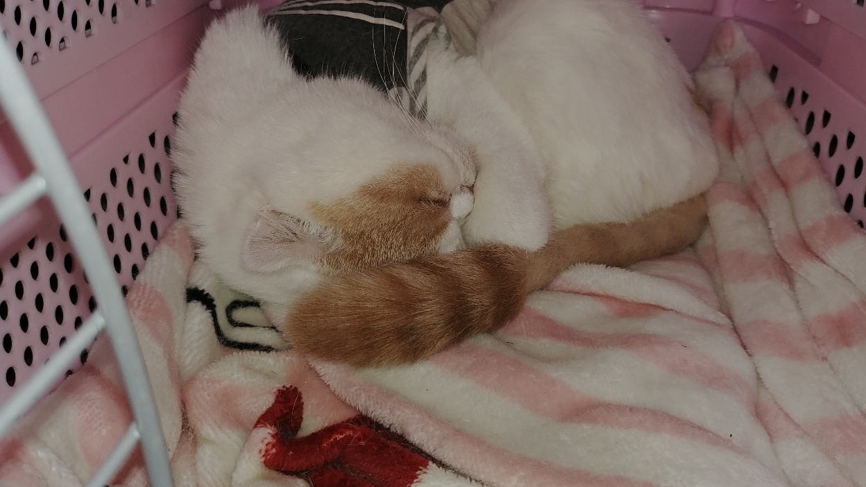 고양이