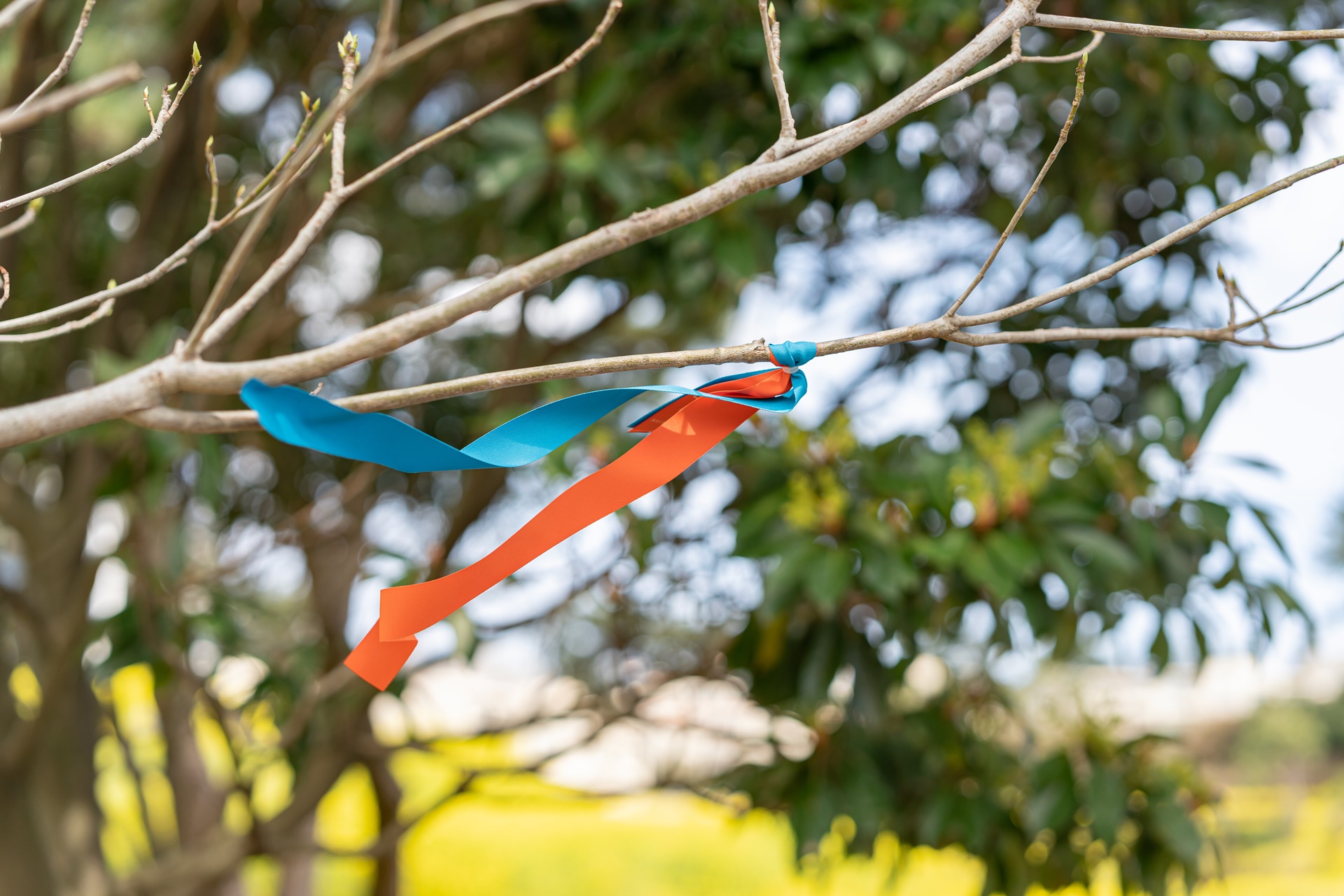 #JW가든 #JW메리어트제주 #댄싱두루미 #더플라잉호그 #아일랜드키친 #유채꽃 #제주사진 #제주여행 #제주유채꽃 #제주호텔