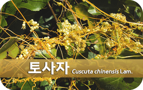 토사자