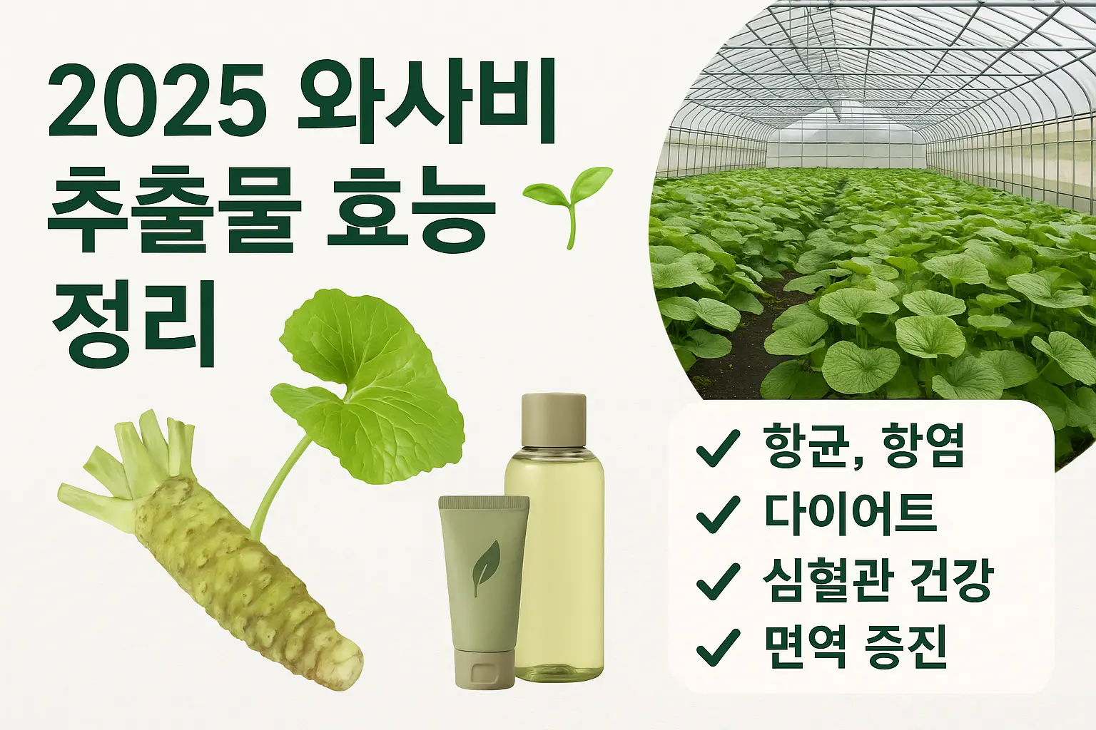      2025 와사비 추출물 효능 총정리 
  