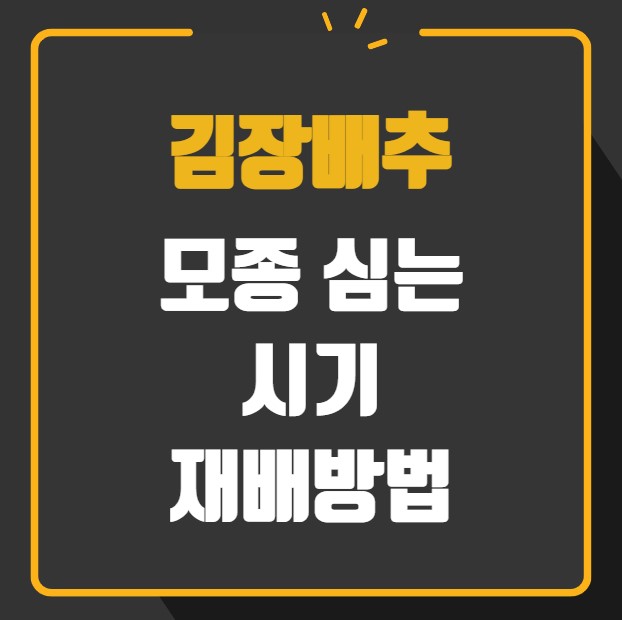 김장배추 모종 심는 시기 재배방법