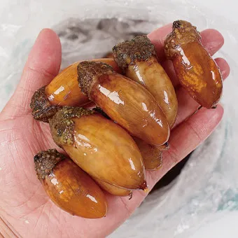 미더덕 찜국 미더덕회 미더덕철 오만둥이 레시피_11