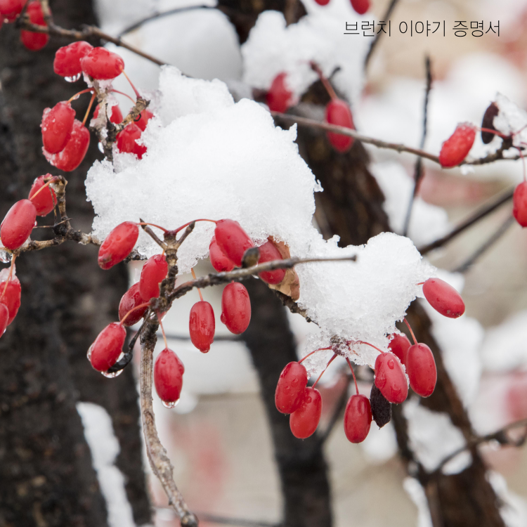 산수유