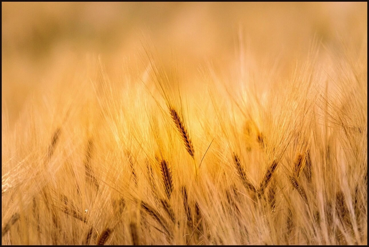 우체국 정기예금 금리