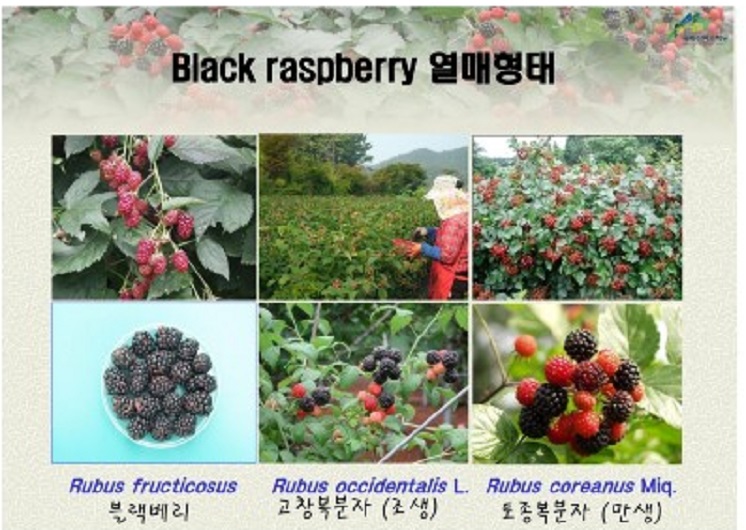 한국기행-고창-토종-복분자
