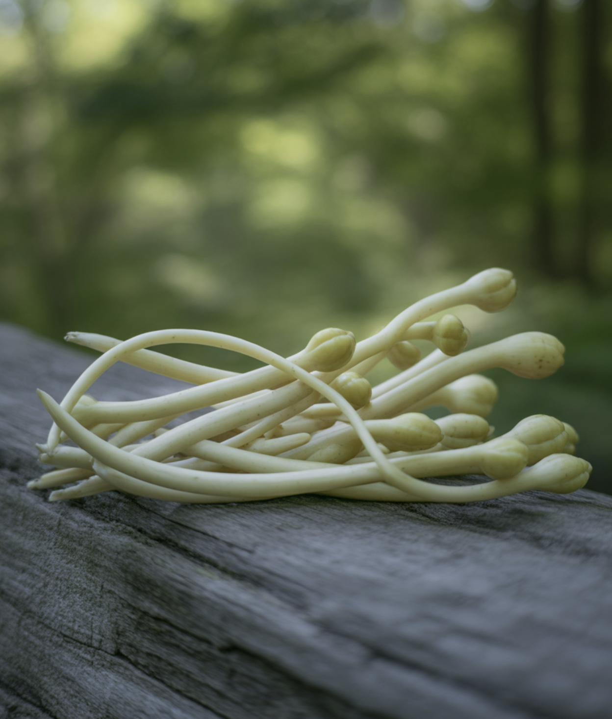 신선들의 식량, 그 이름의 비밀