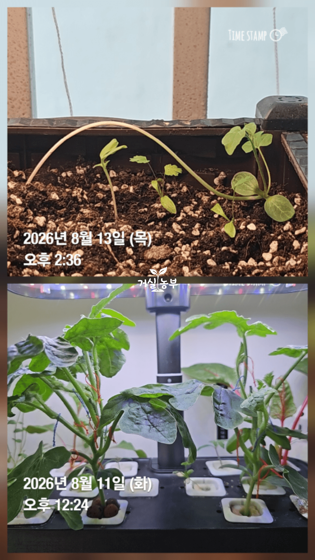 빛이 부족한 베란다에서 길고 가늘게 웃자란 수박 줄기