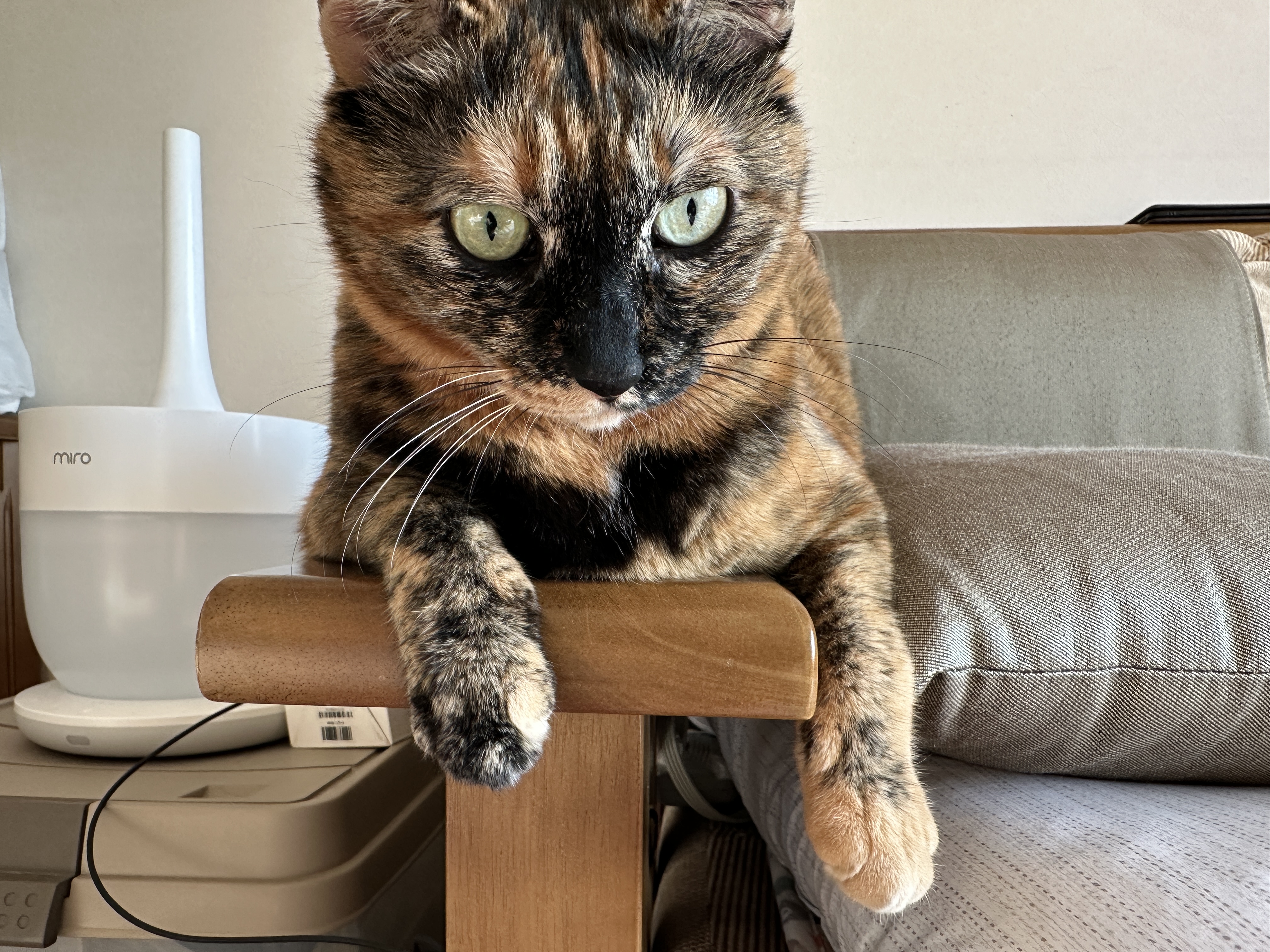 카오스고양이_사랑이_앞모습