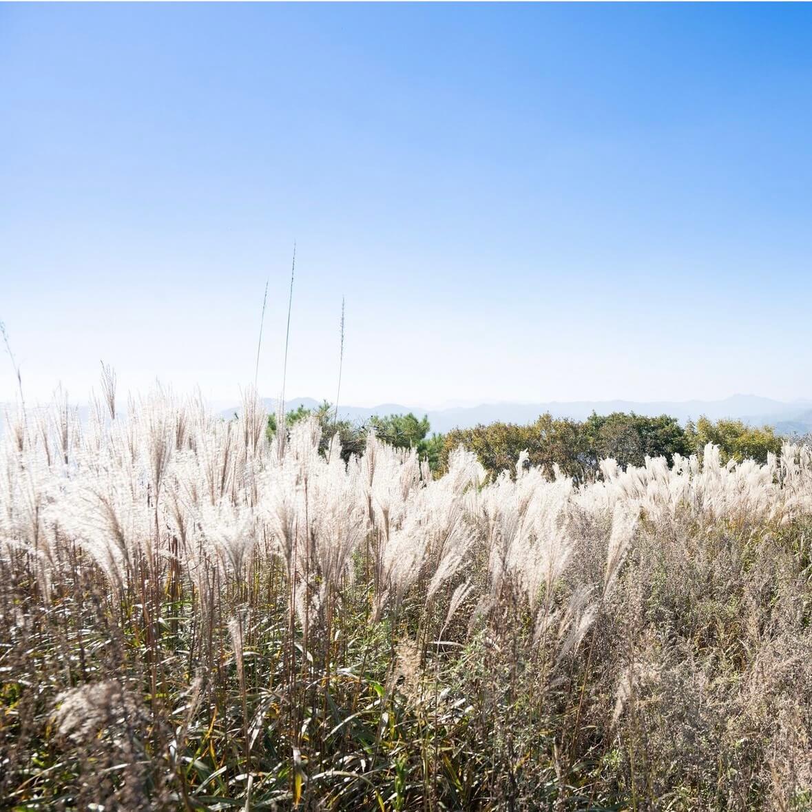 민둥산 억새꽃축제