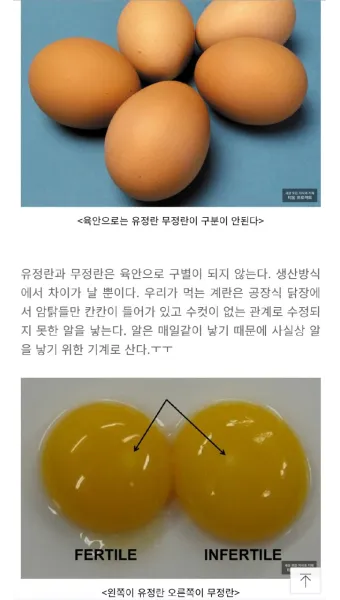유정란과 무정란의 차이 동물복지 유정란과 무정란 비교 자료집_4