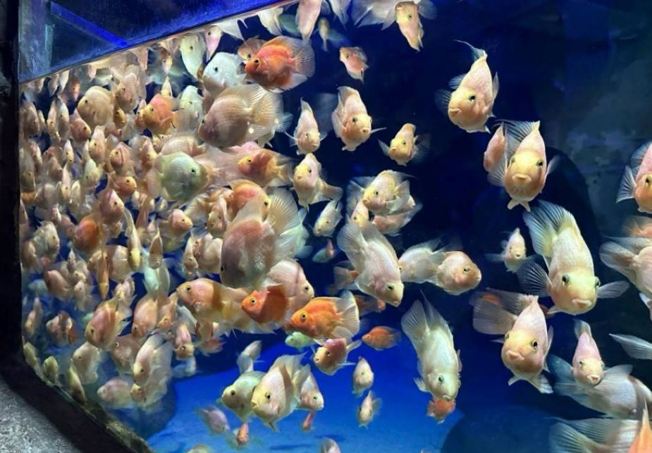 아라마루 아쿠아리움