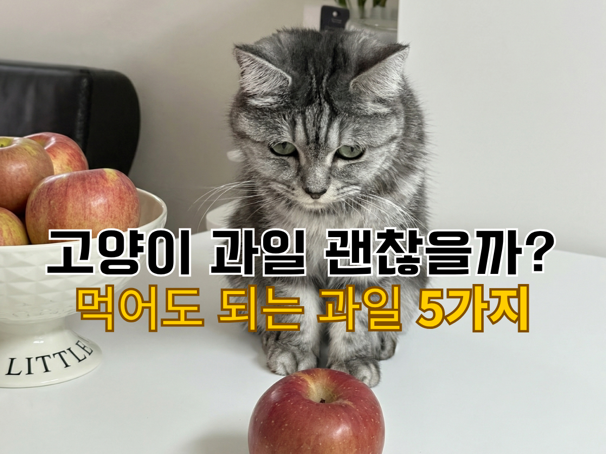 사과가 담긴 그릇 뒤에 앉아있는 고양이와 고양이 사과 급여 주의사항 및 원칙 텍스트가 있는 썸네일 이미지