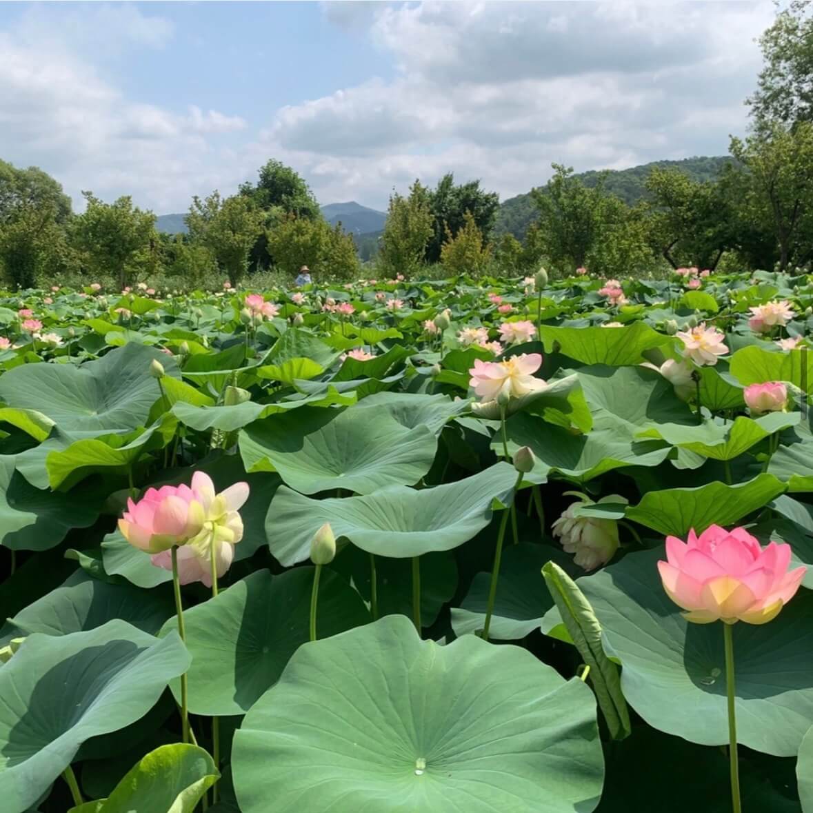 세미원 연꽃축제
