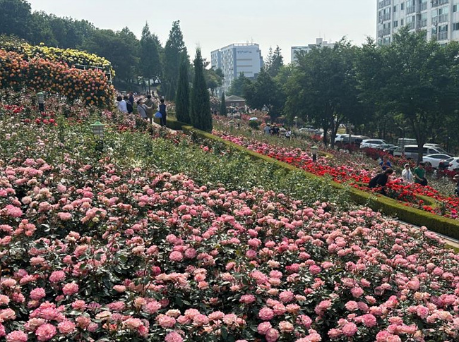 부천 백만송이 장미축제 장미 사진