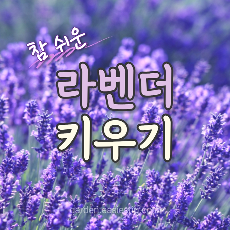 라벤더 키우기