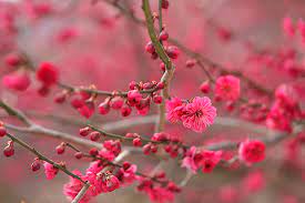 2023년 광양 매화 축제 실시간 CCTV 개화시기 주차장 숙박 정보