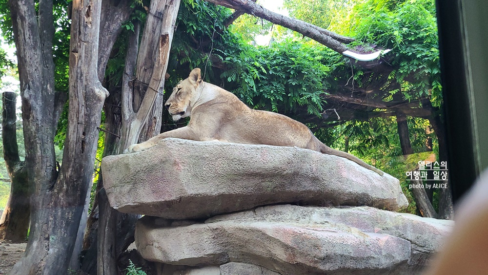 에버랜드 사파리 월드 꿀팁 (예약, 트램 좌석), 자유이용권 할인