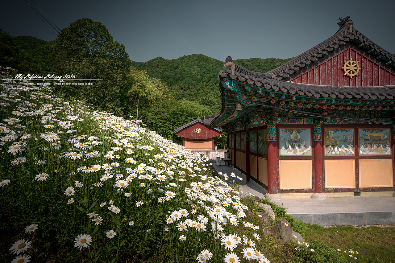#꽃 #여름 #사찰 #괴산 #불상 #샤스타데이지 #불교