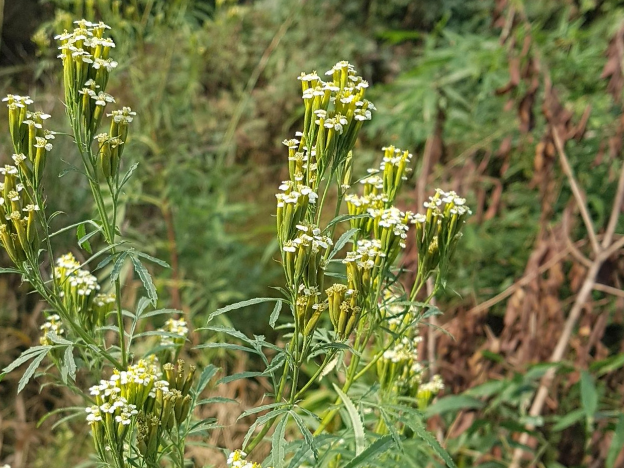 만수국아재비를 키우며 가장 늦게 깨달은 사실|‘잘 번진다’는 말의 진짜 의미