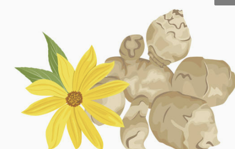 돼지감자 효능 먹는 방법&amp;#44; 수확 시기&amp;#44; 차 만드는 법 확인