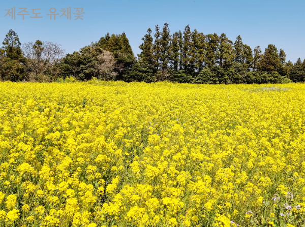 제주도 유채꽃