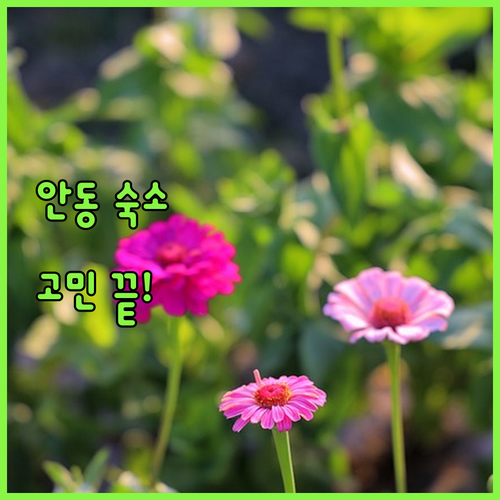 안동 숙소 고민 끝! 가성비 & 위치