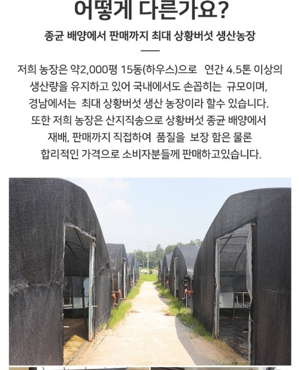 지리산새희망상황버섯-다른점