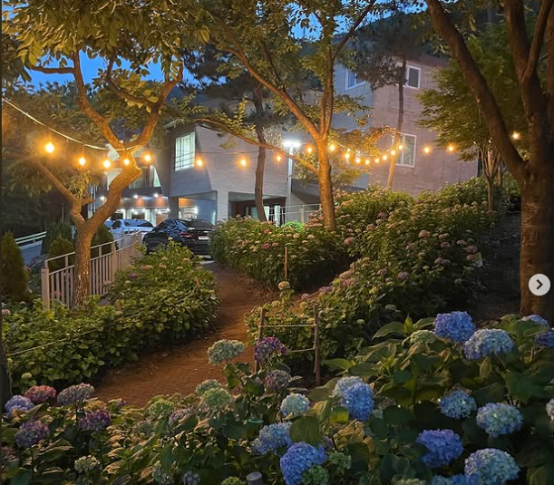 2025 월아산 숲속의진주 수국 1