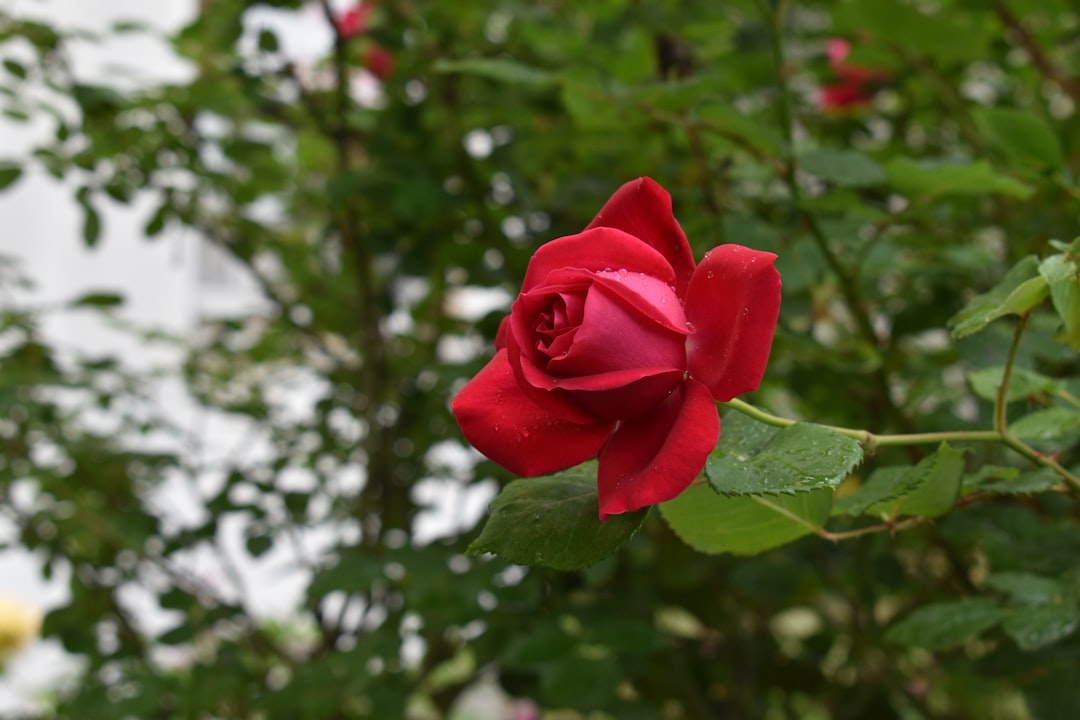 Rose of Sharon