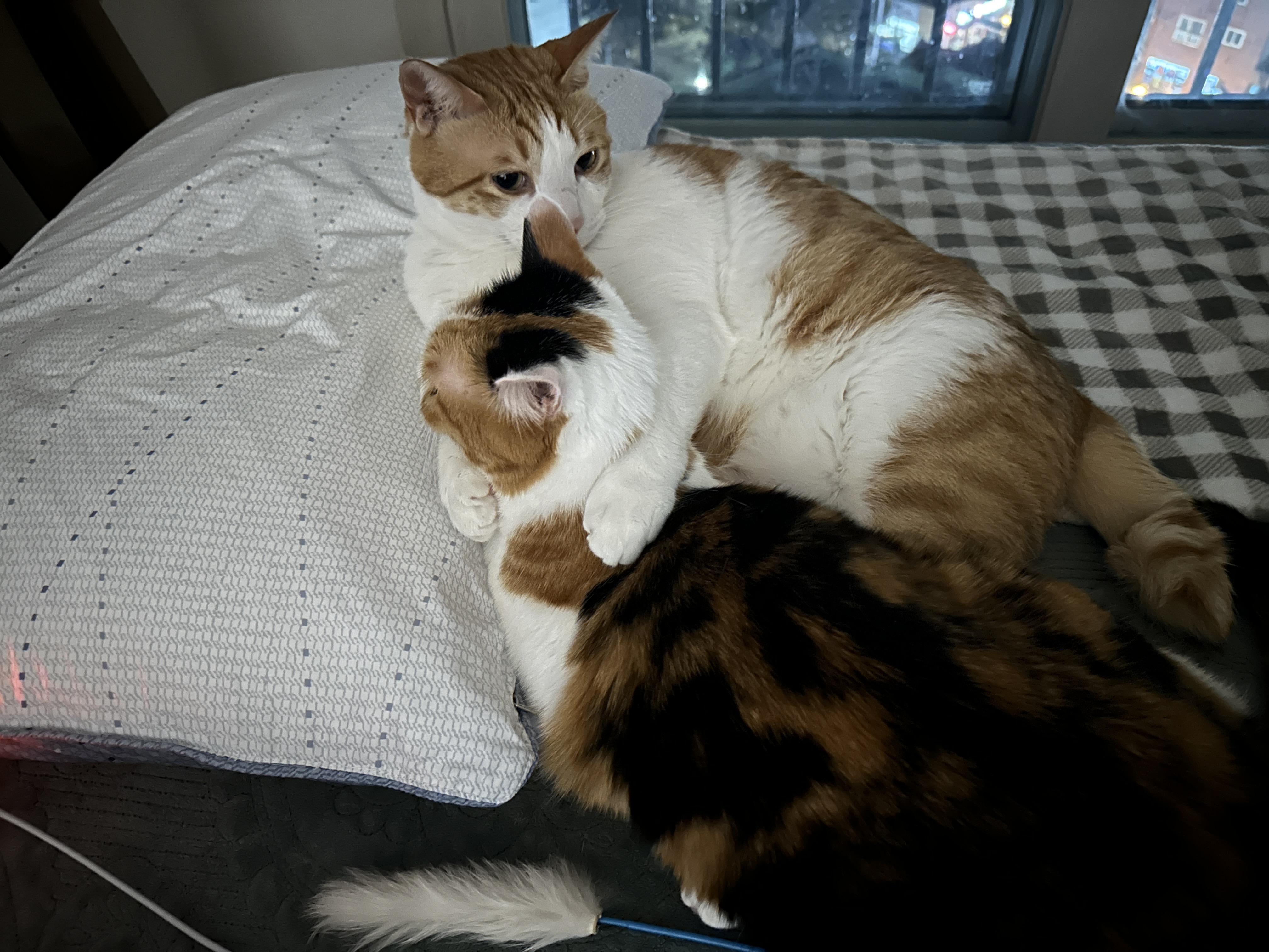 사이좋은_고양이_커플_막둥이와_요미