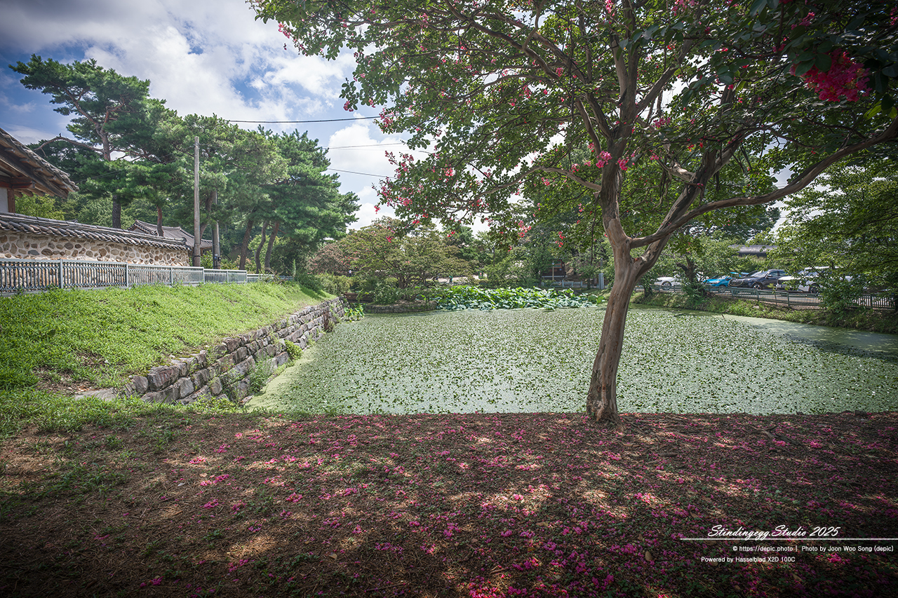 #논산 #명재고택 #노성향교 #고택 #배롱꽃