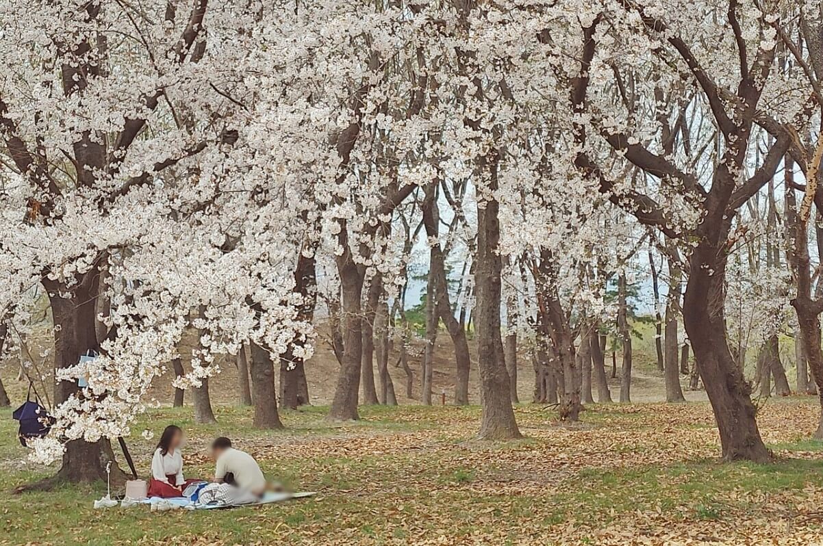 월성 벚나무 숲