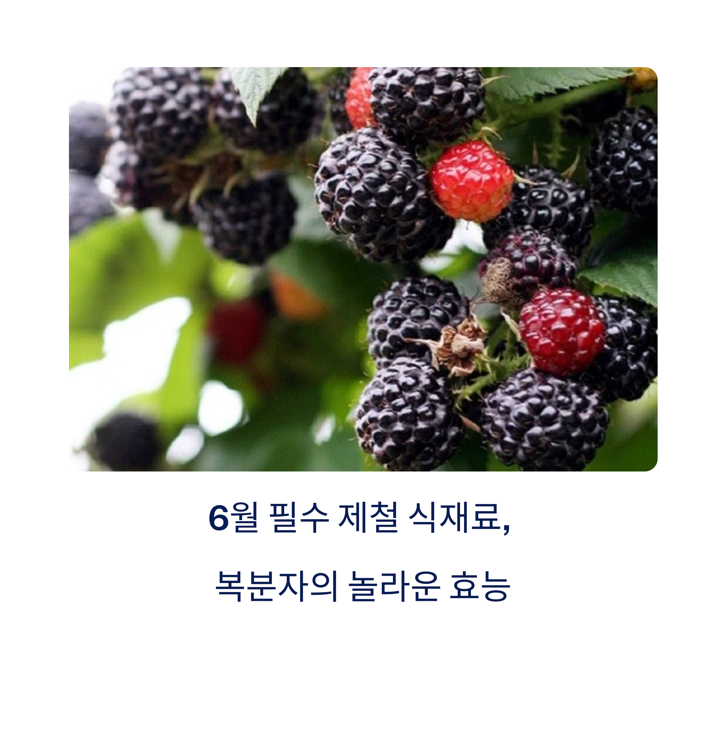 6월에 꼭 챙겨야 할 제철 식재료, 복분자의 활력 충전과 항산화 효과