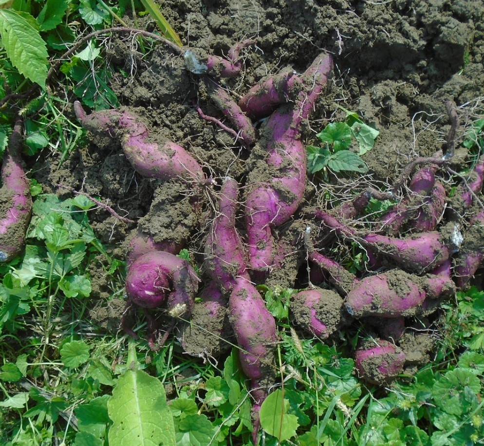 고구마 세척법과 보관법