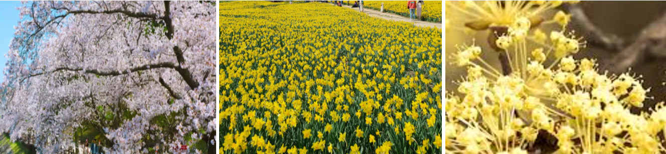 꽃 벚꽃 유채꽃 산수유 꽃