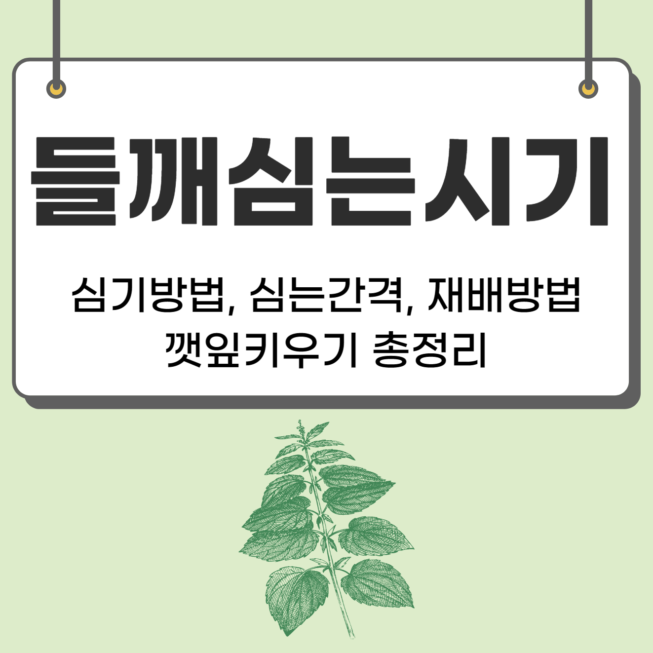 들깨 심는시기(파종시기, 심기방법, 재배방법, 수확하기) 깻잎키우기 총정리!