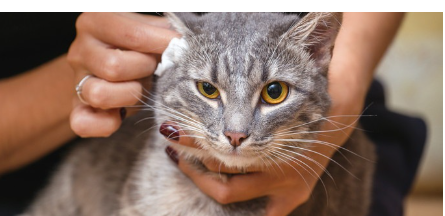 고양이 귀지6.