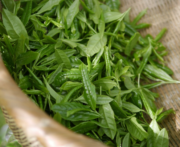 지방분해를 돕는 재료 녹차