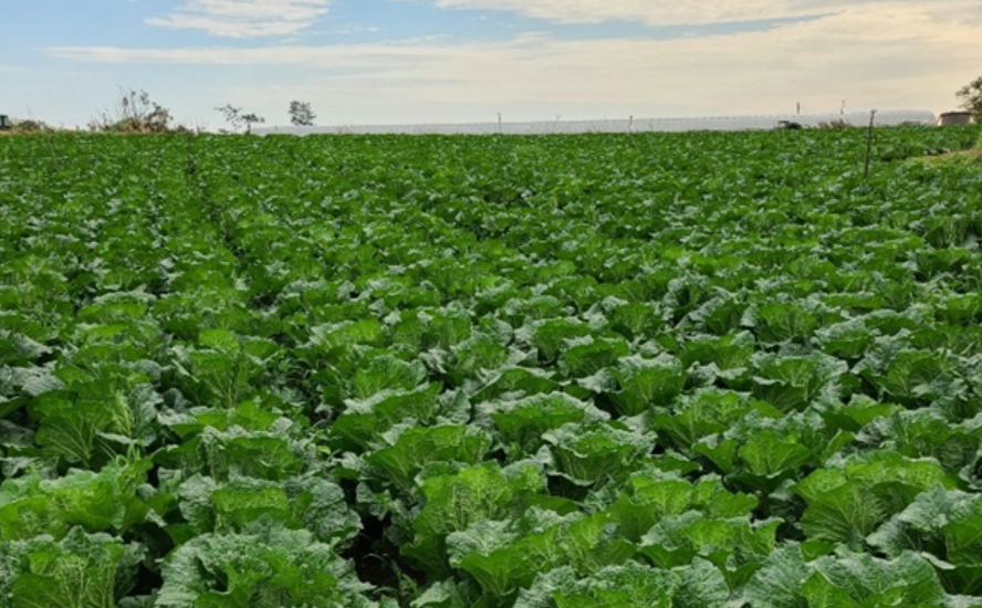 괴산 해남 대관령 절임배추 사전예약