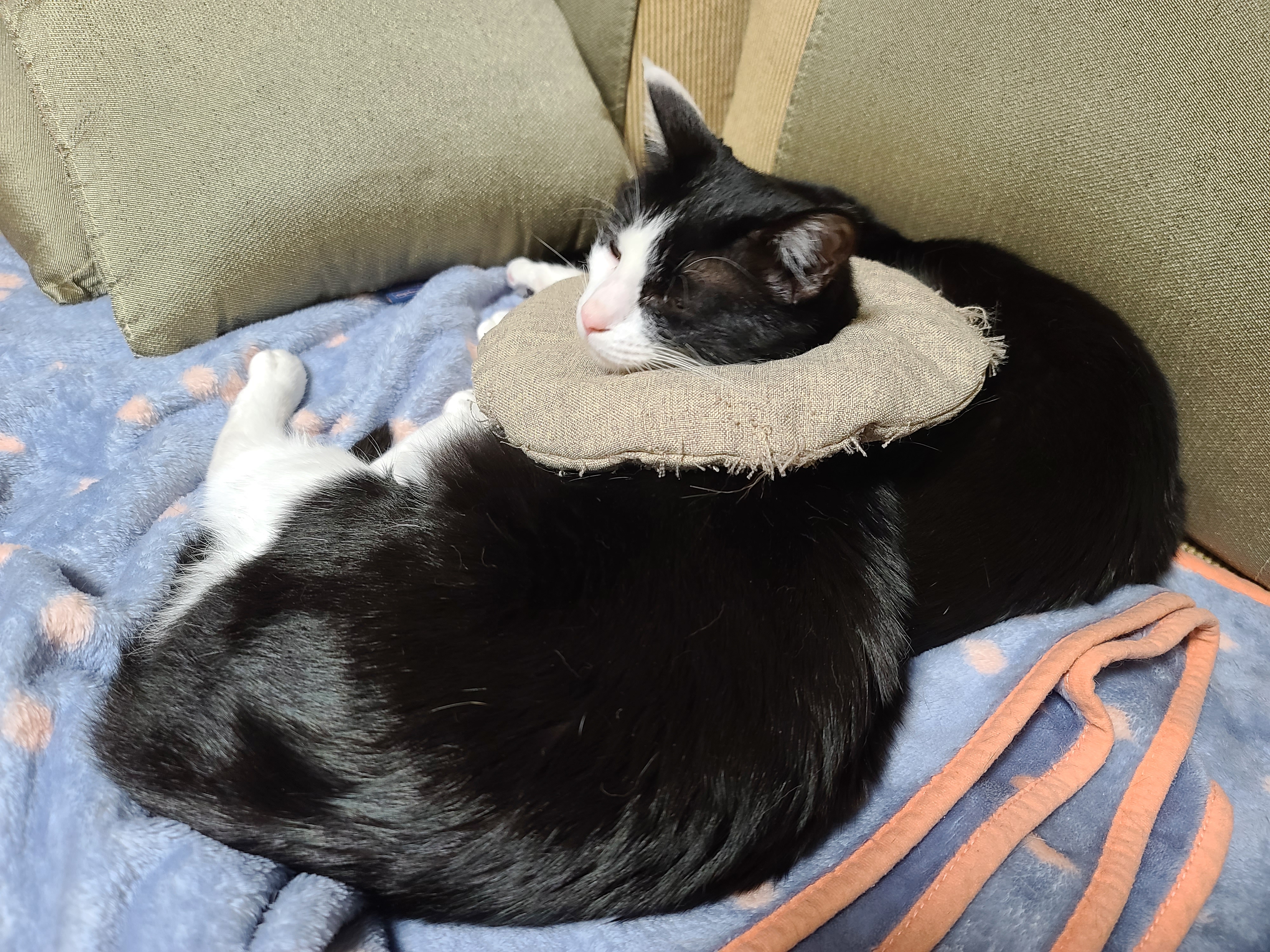 다정한 찐남매 건이랑 두리의 구조에서 현재까지의 간략한 스토리