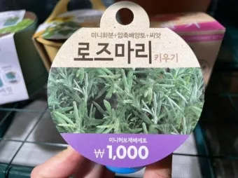 로즈마리 물주기 가지치기 환기관리 햇빛배치 주방 허브로 인기_12