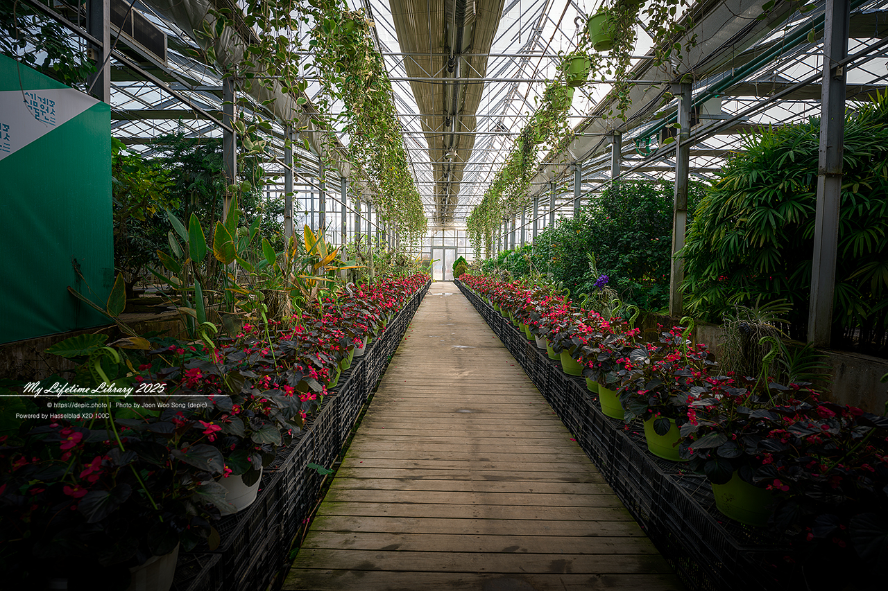 식물원 아산 세계꽃식물원 온실 꽃