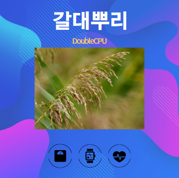 갈대뿌리 알아보기