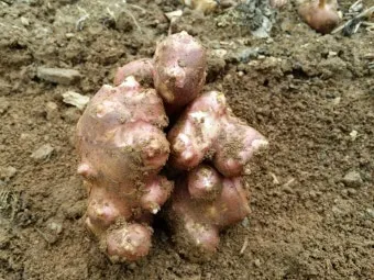 돼지감자 재배 종구 선택 배수로 만들기 수확 건조_4