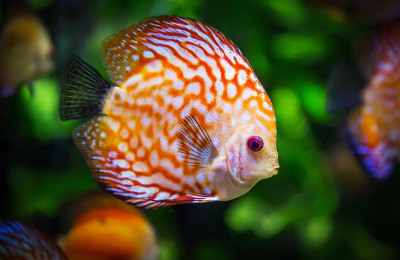 희귀 동물 보호의 현재와 미래 (복원, 유전자, 기술)